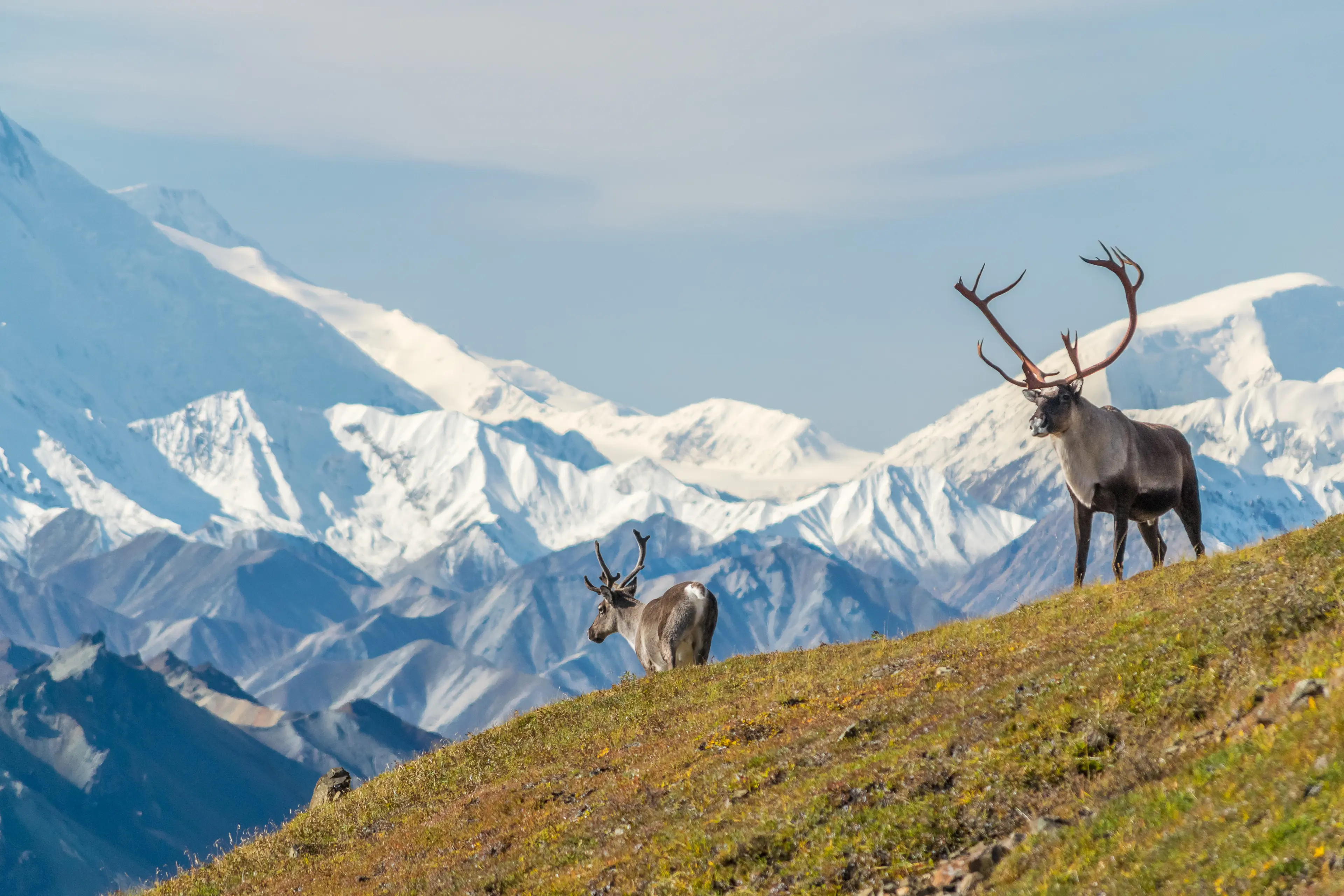 Caribou bulls in front of mount Denali