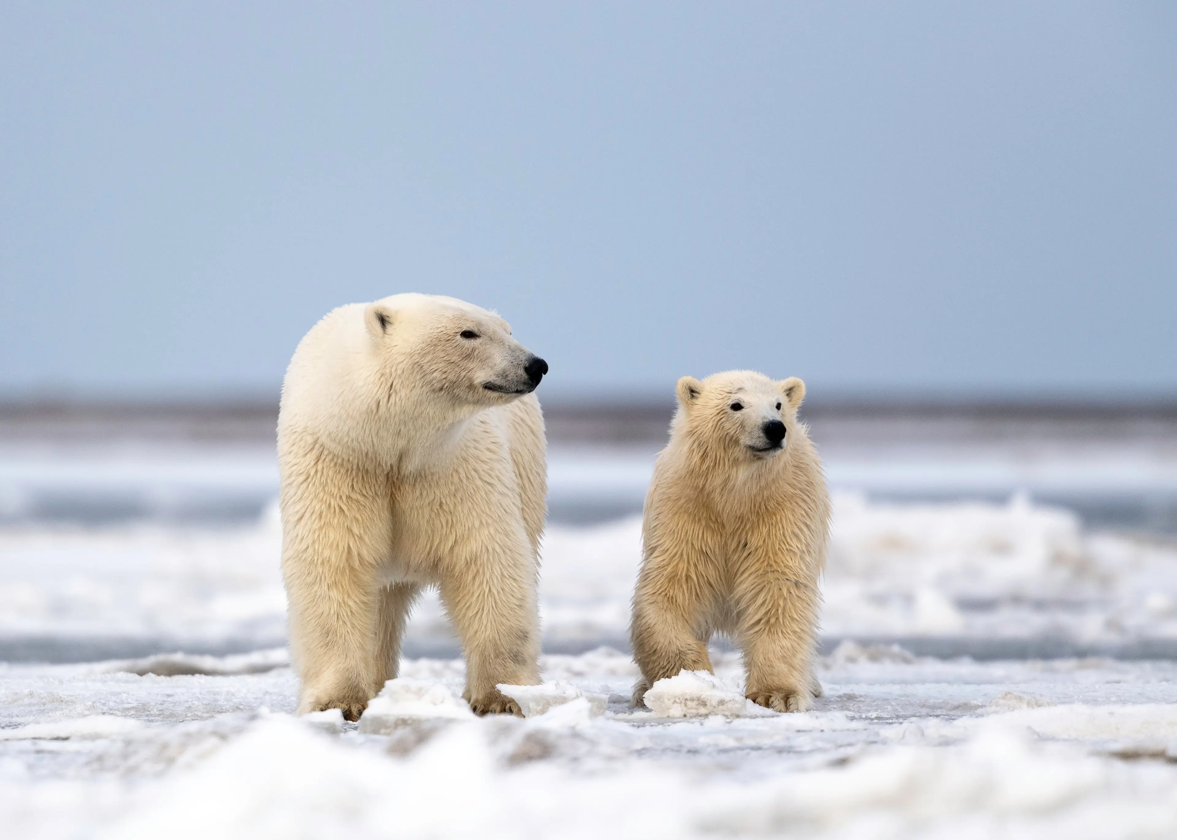 Polar bear mom and her cub near Kaktovik