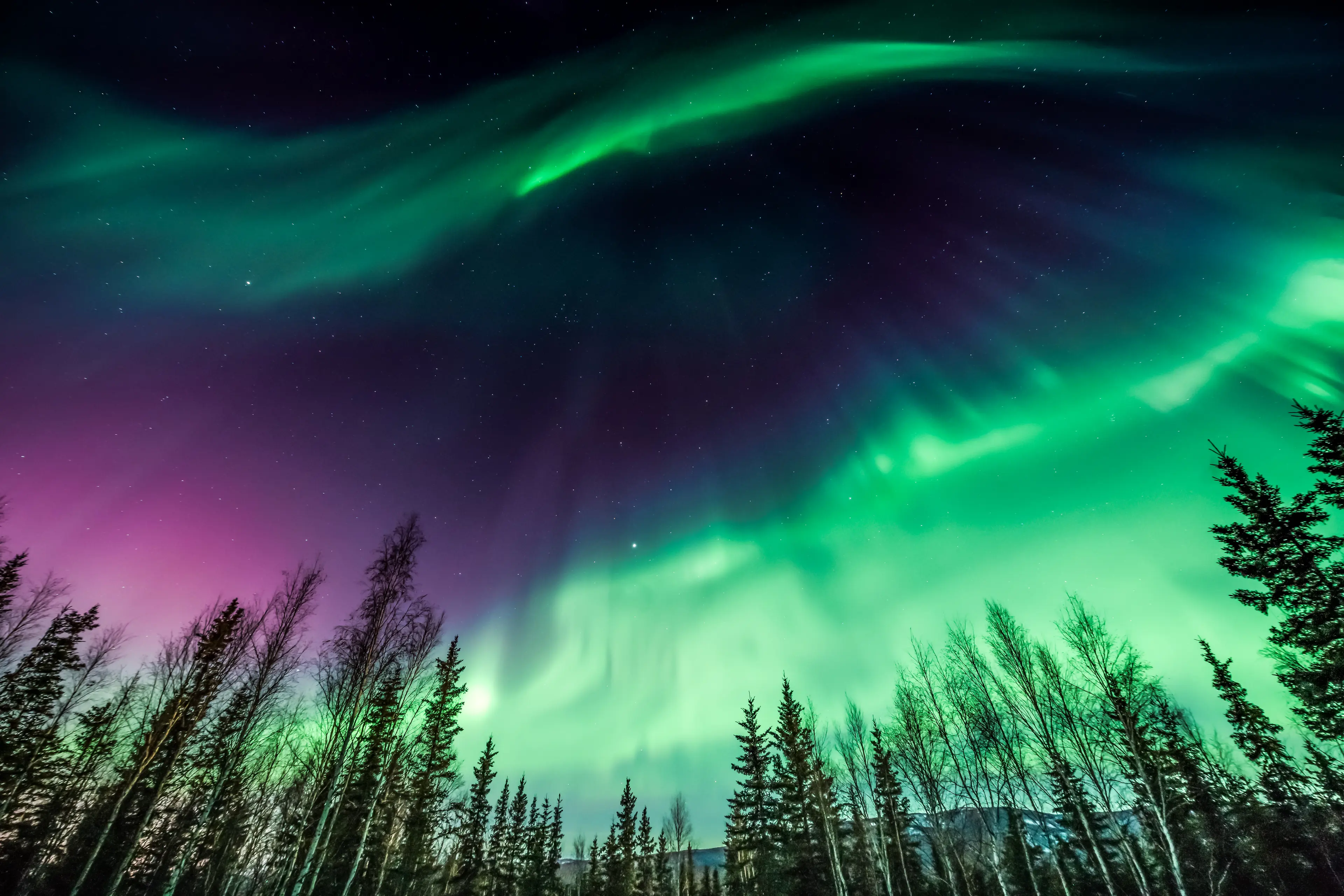 Green and purple Northern Lights over forest