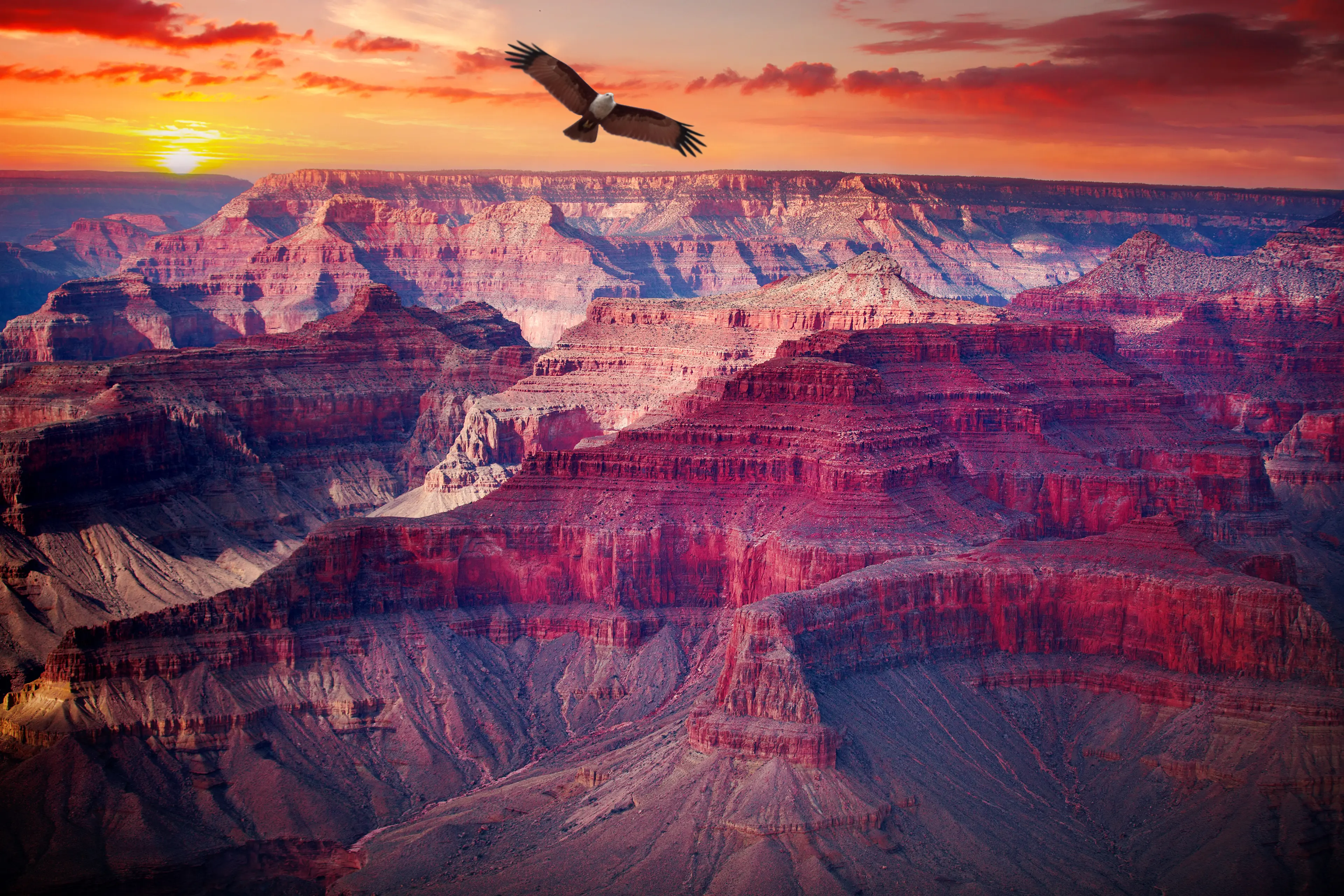 Bald eagle flying over the canyon