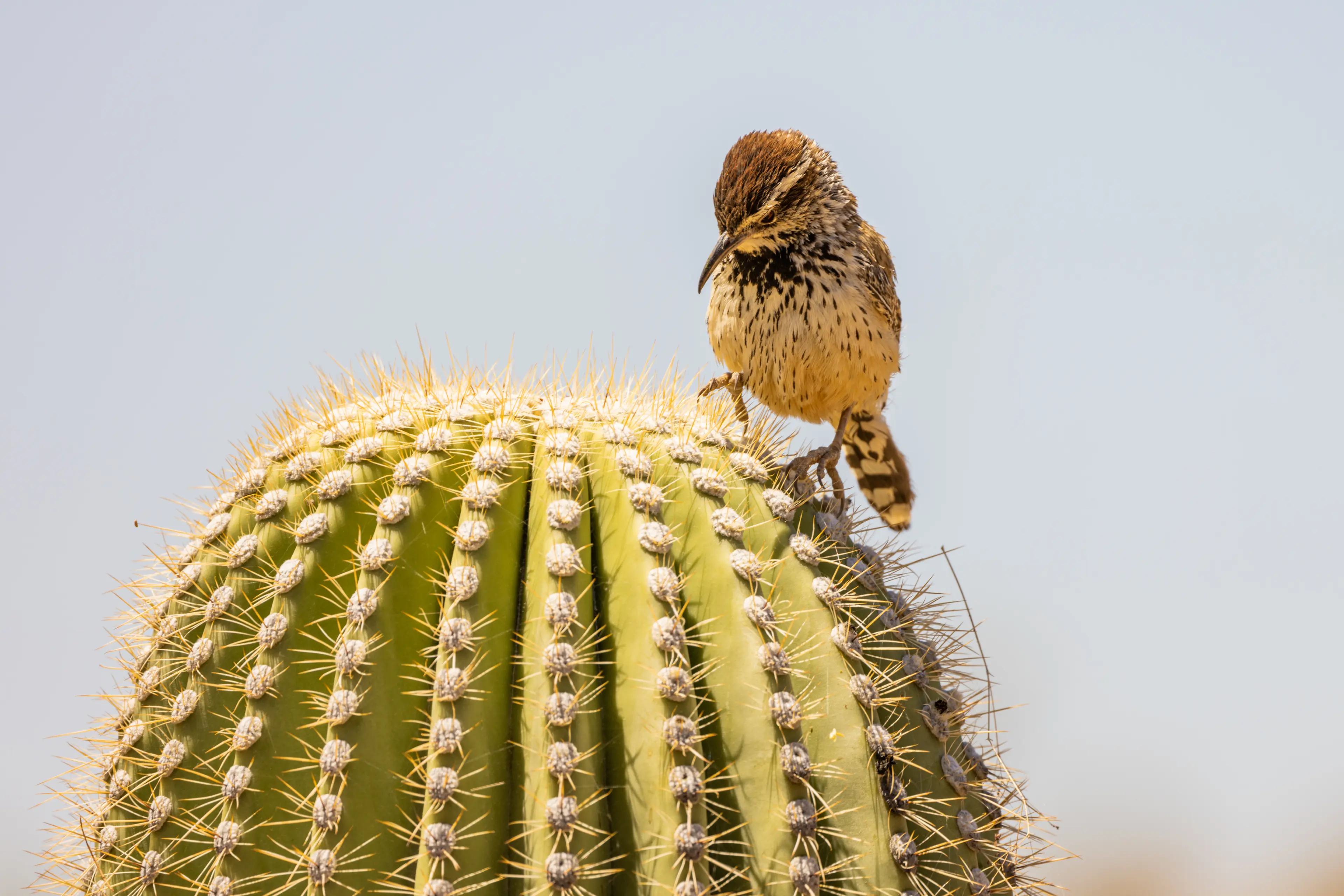 Bird sitting on a Saguaro cactus in Arizona desert