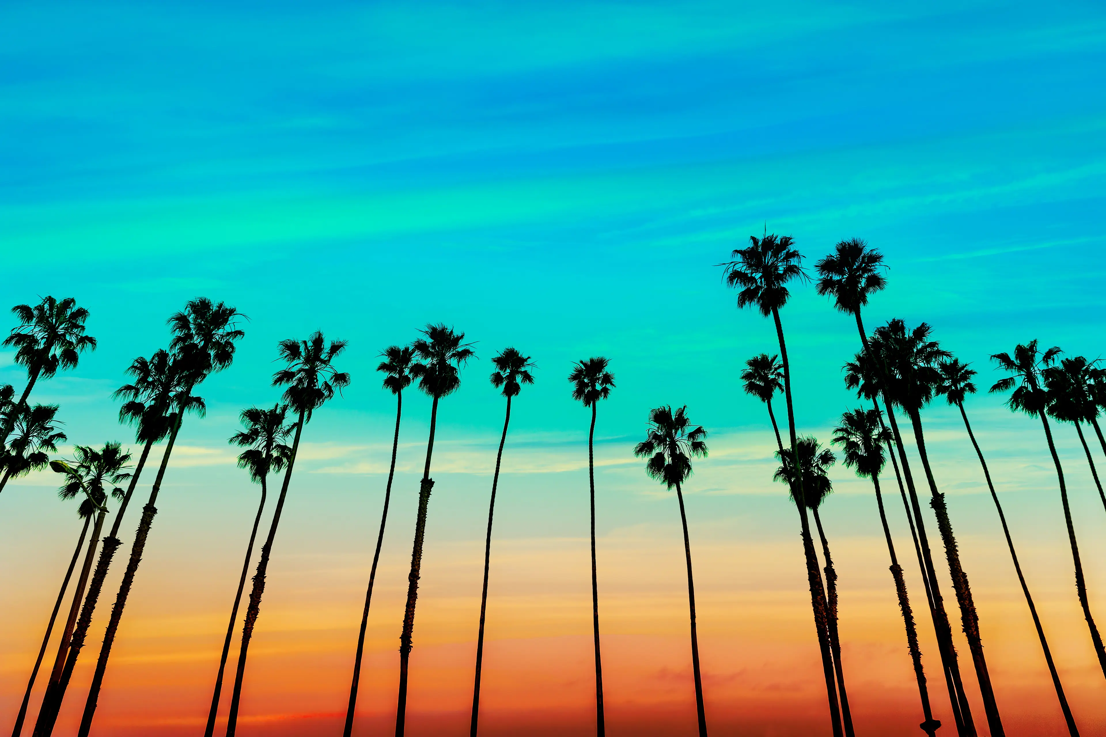 Rows of palm trees in Santa Barbara