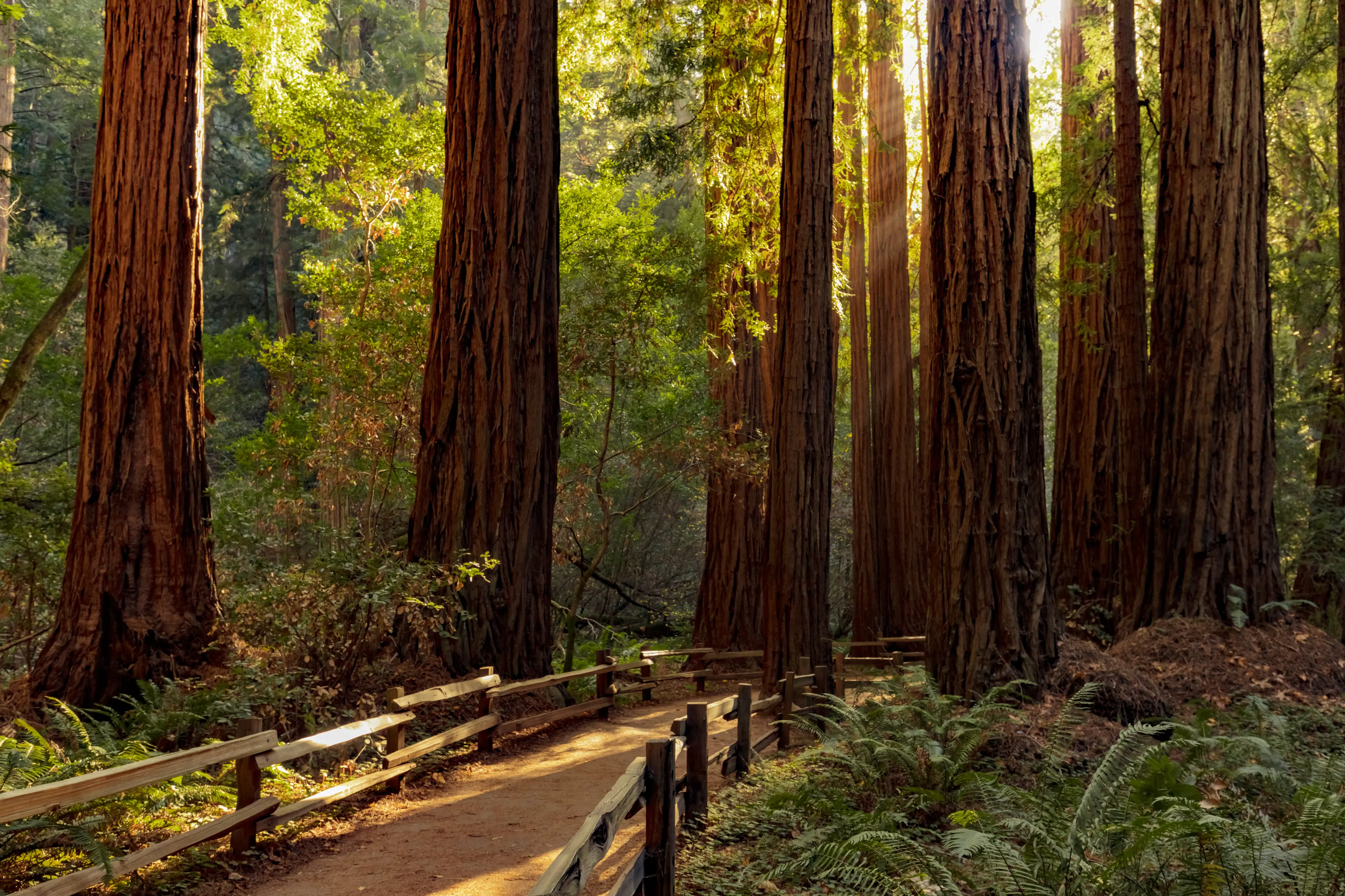 Trail through redwoods in Muir Woods National Monument