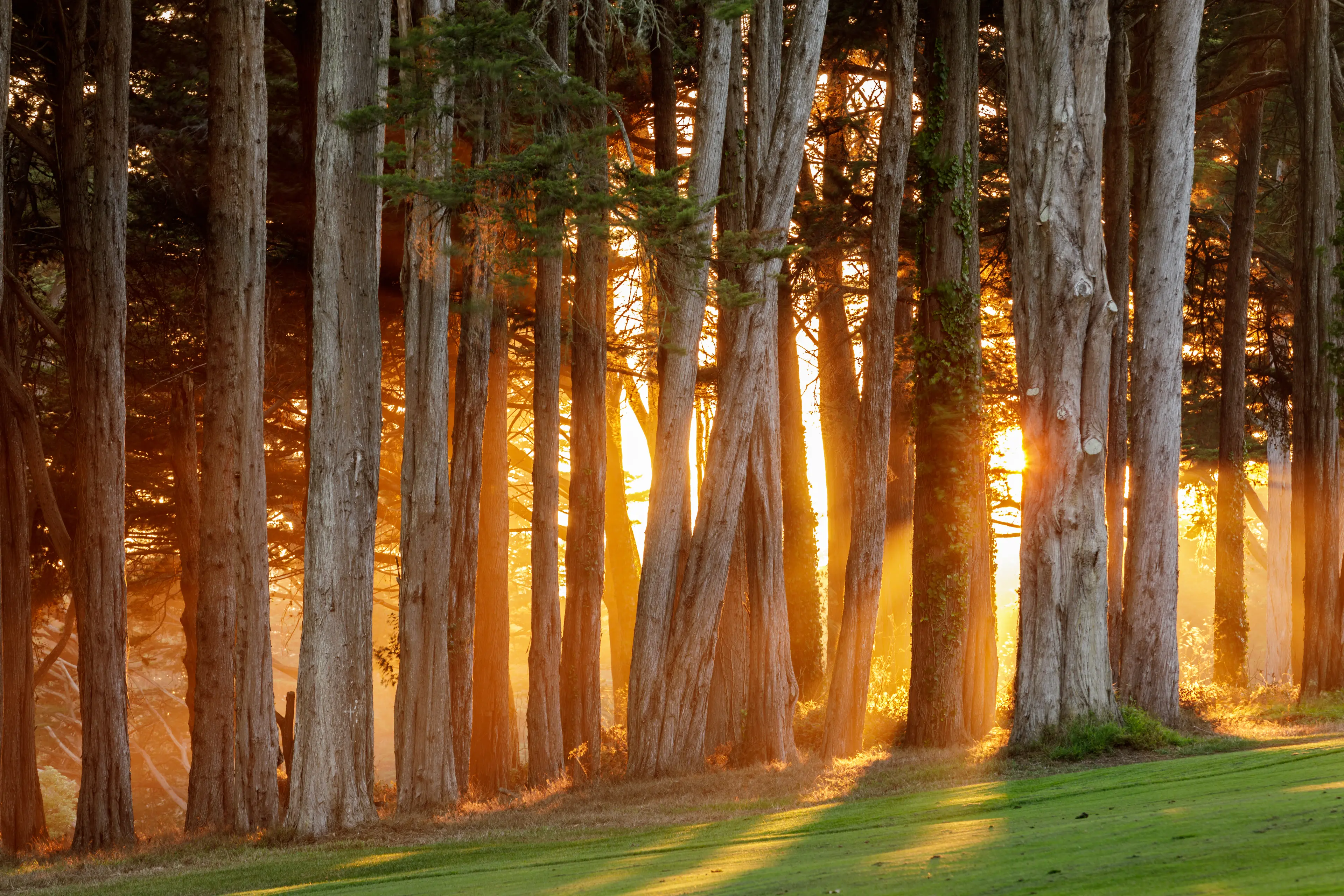 Monterey Cypress Trees over the Presidio