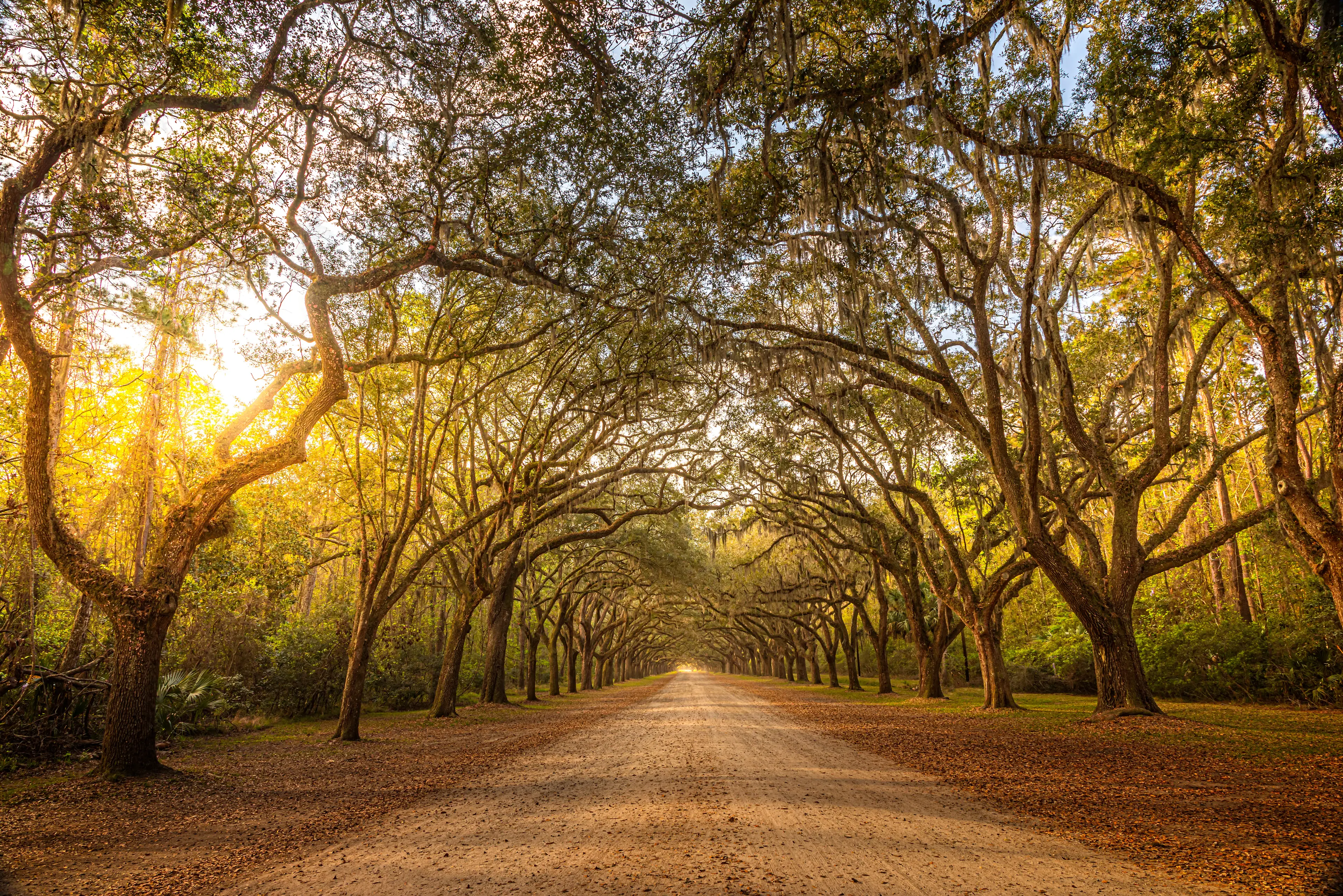 Oak trees draped in Spanish moss along a dirt path Oak trees draped in Spanish moss along a dirt path