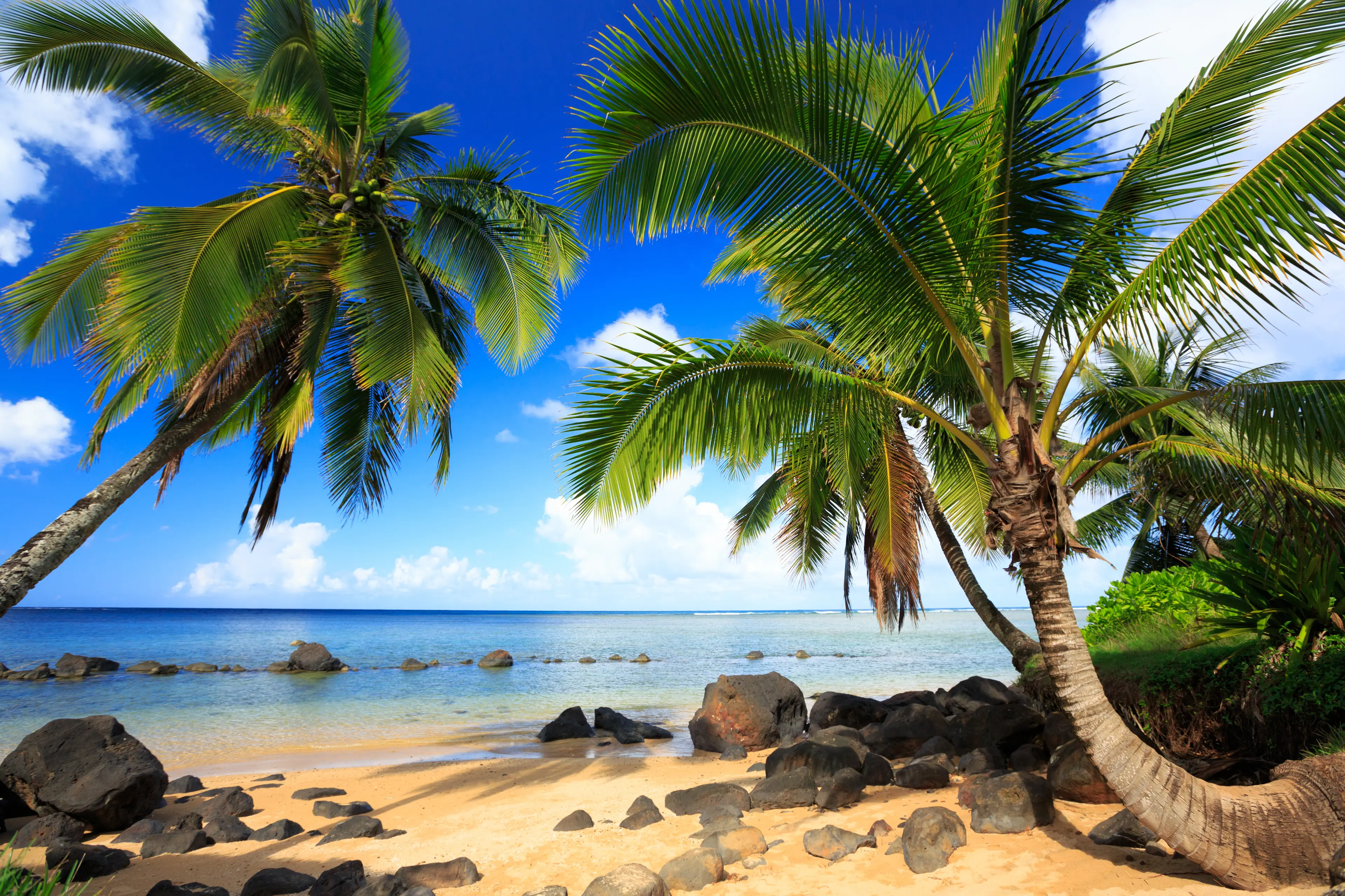 Palm tree in Kauai