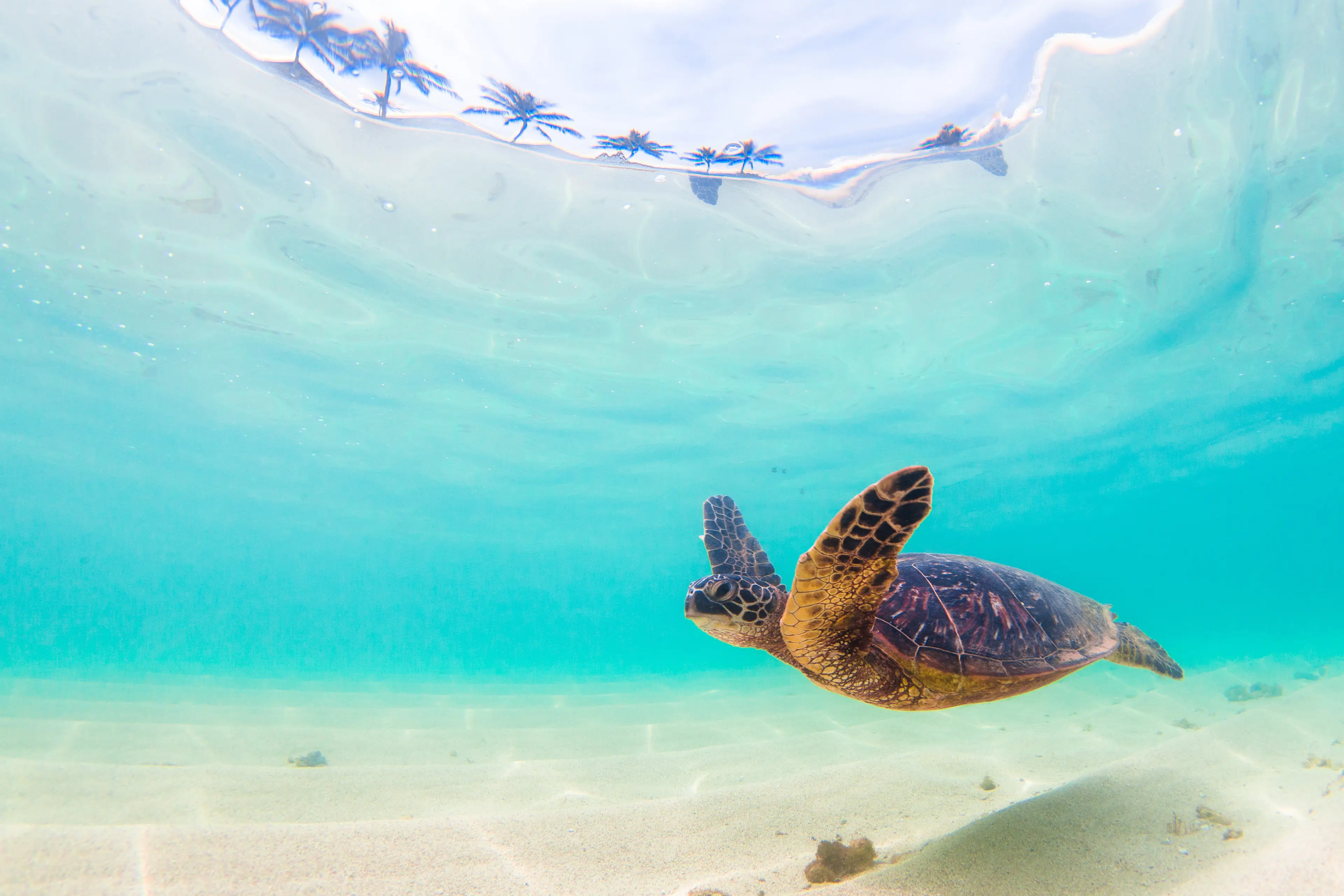 Endangered Hawaiian green sea turtle swimming