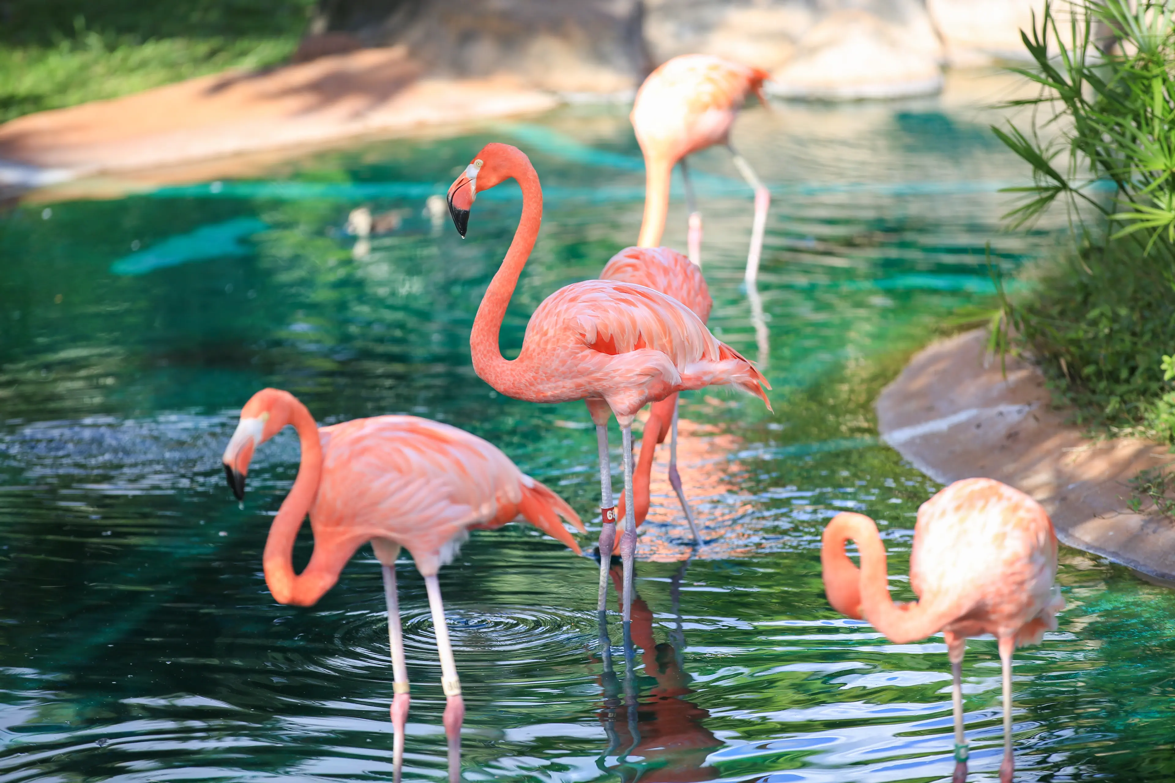 Flamingo birds in Honolulu zoo Oahu