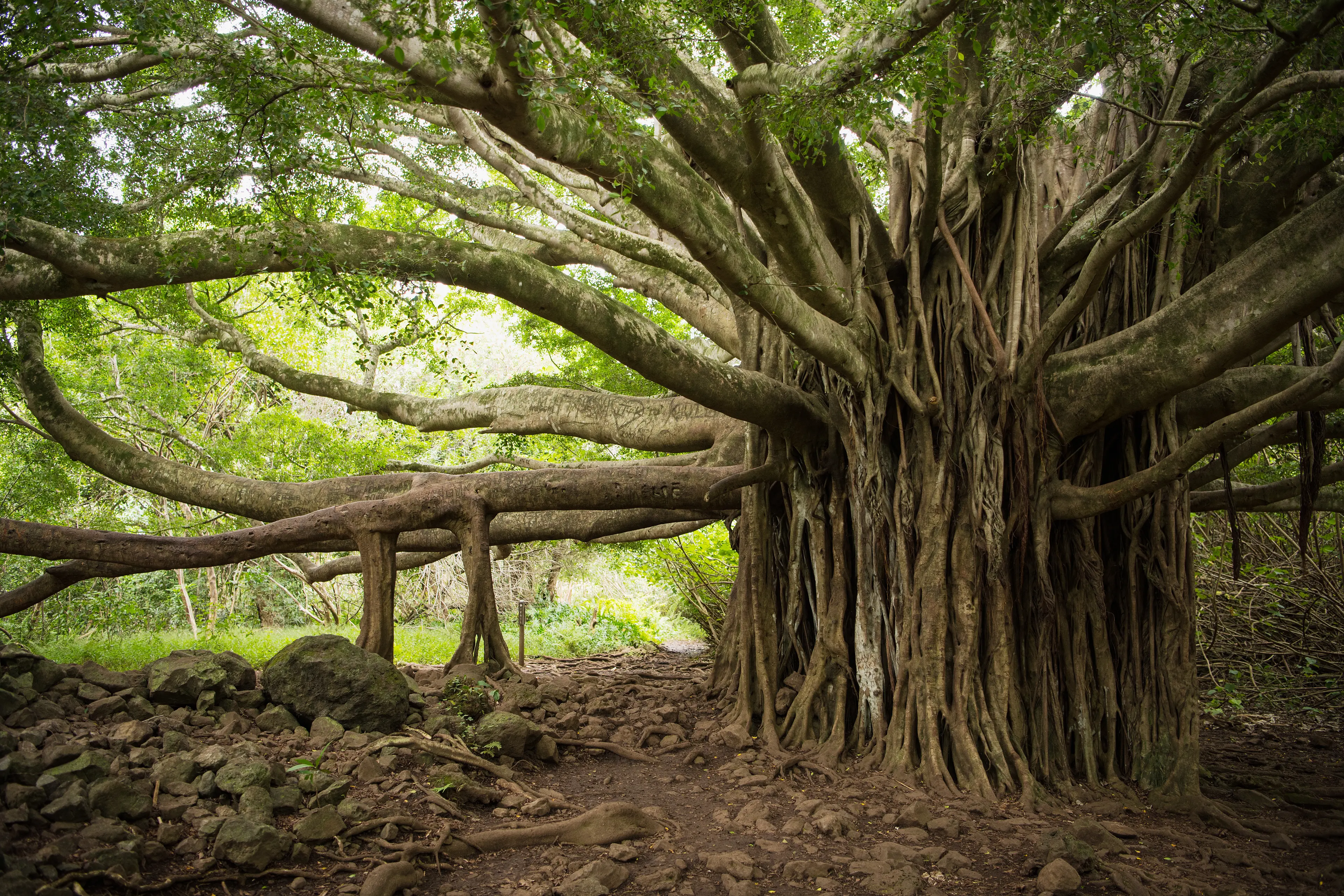 Massive Banyon Tree Massive Banyon Tree