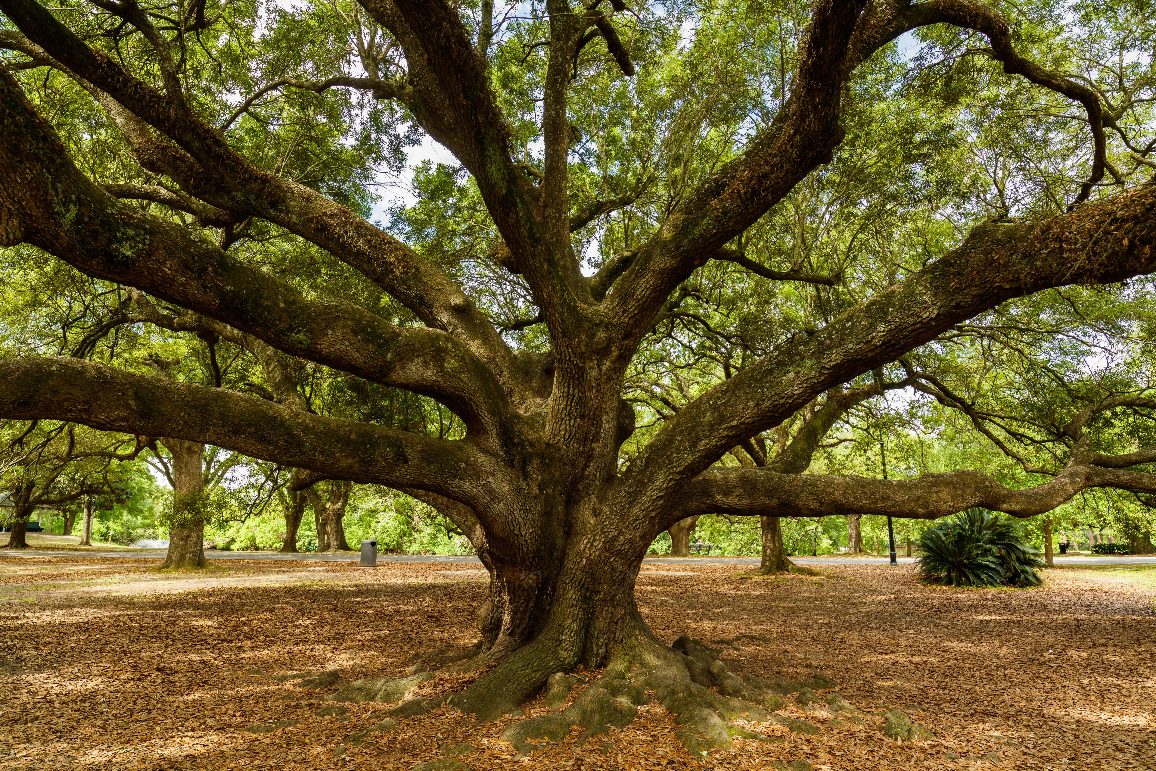 Audubon Park Audubon Park