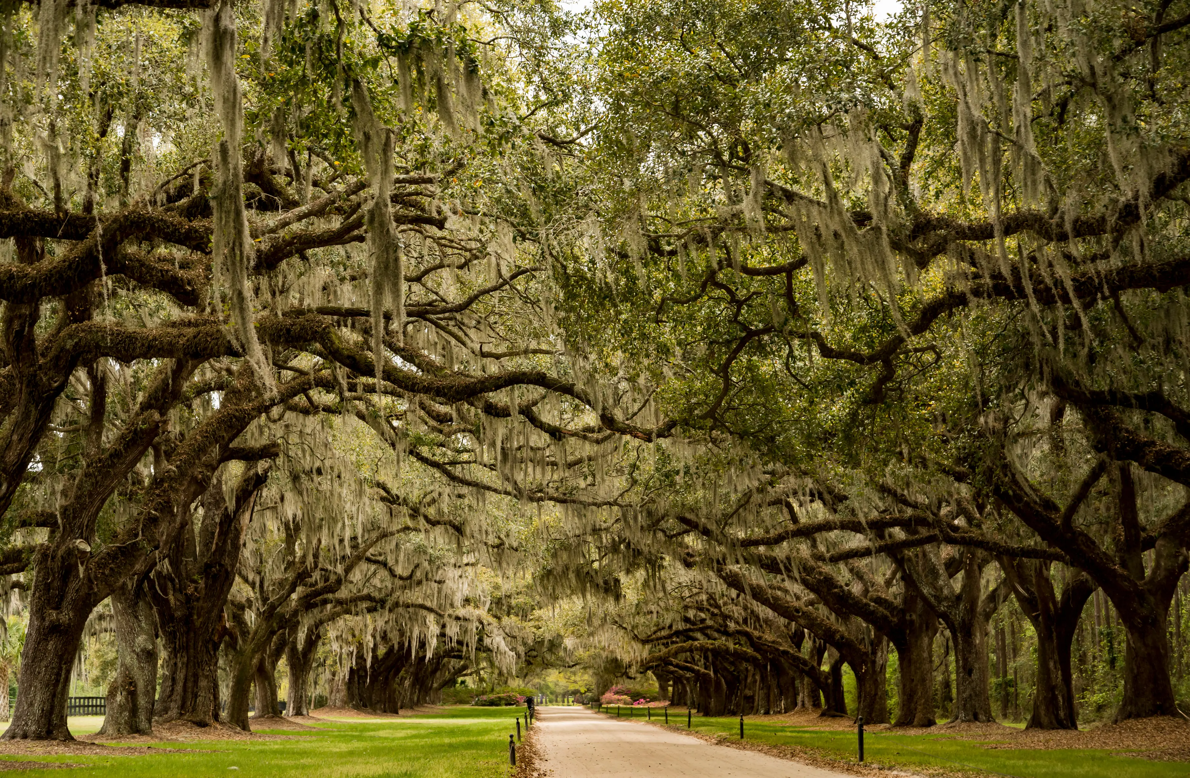Eerie trees at the Boone Hall plantation Eerie trees at the Boone Hall plantation