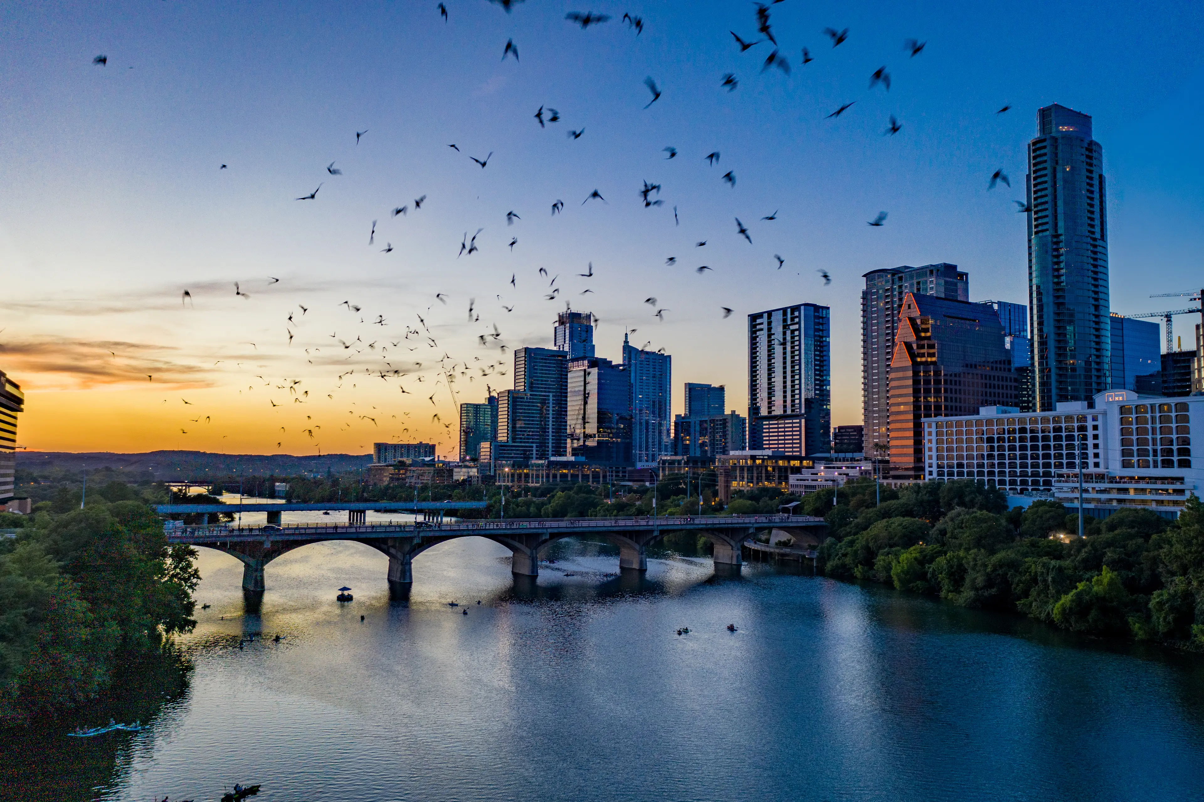 A colony of endemic bats flies over Austin