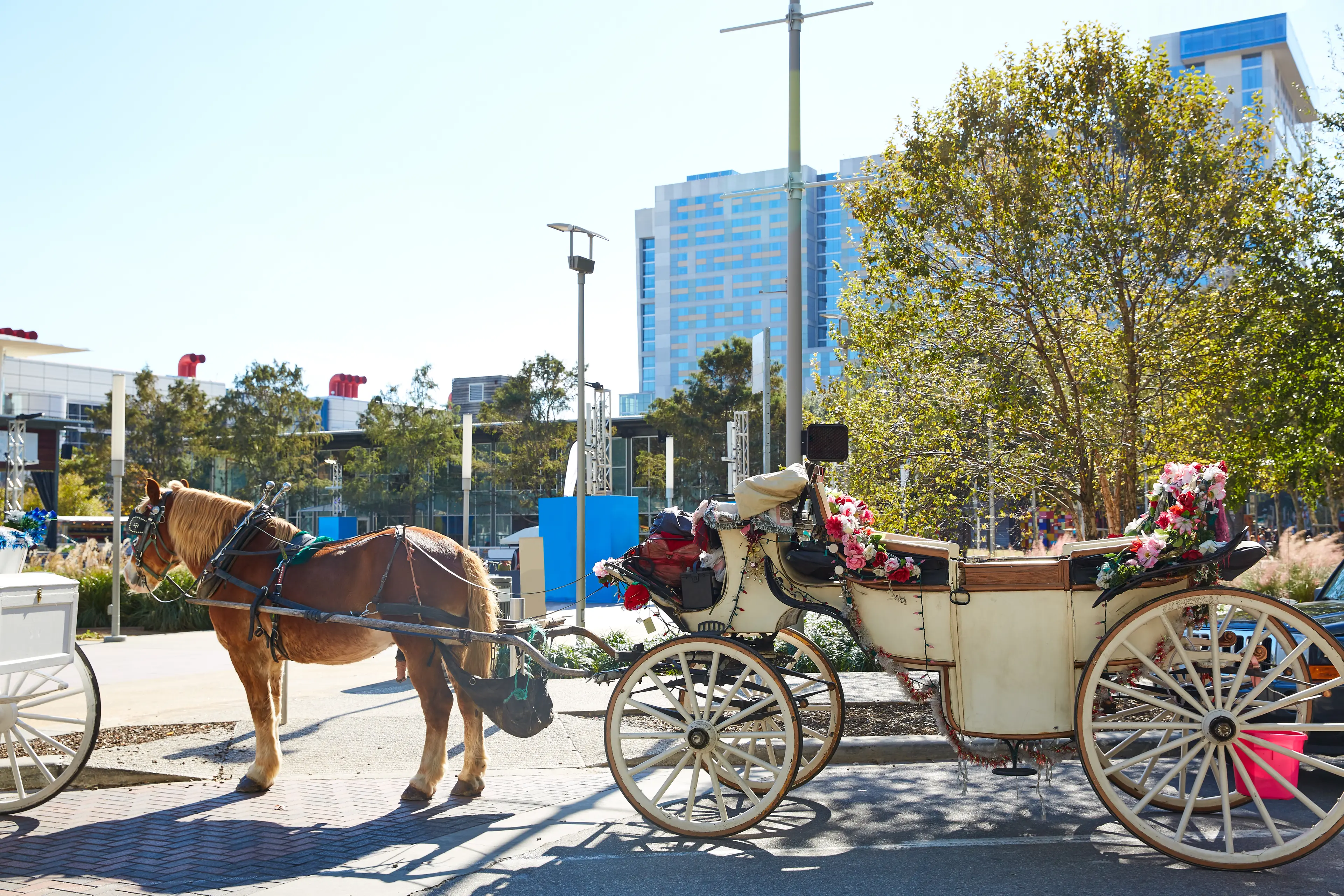 Horse carriages at Discovery Green park Horse carriages at Discovery Green park