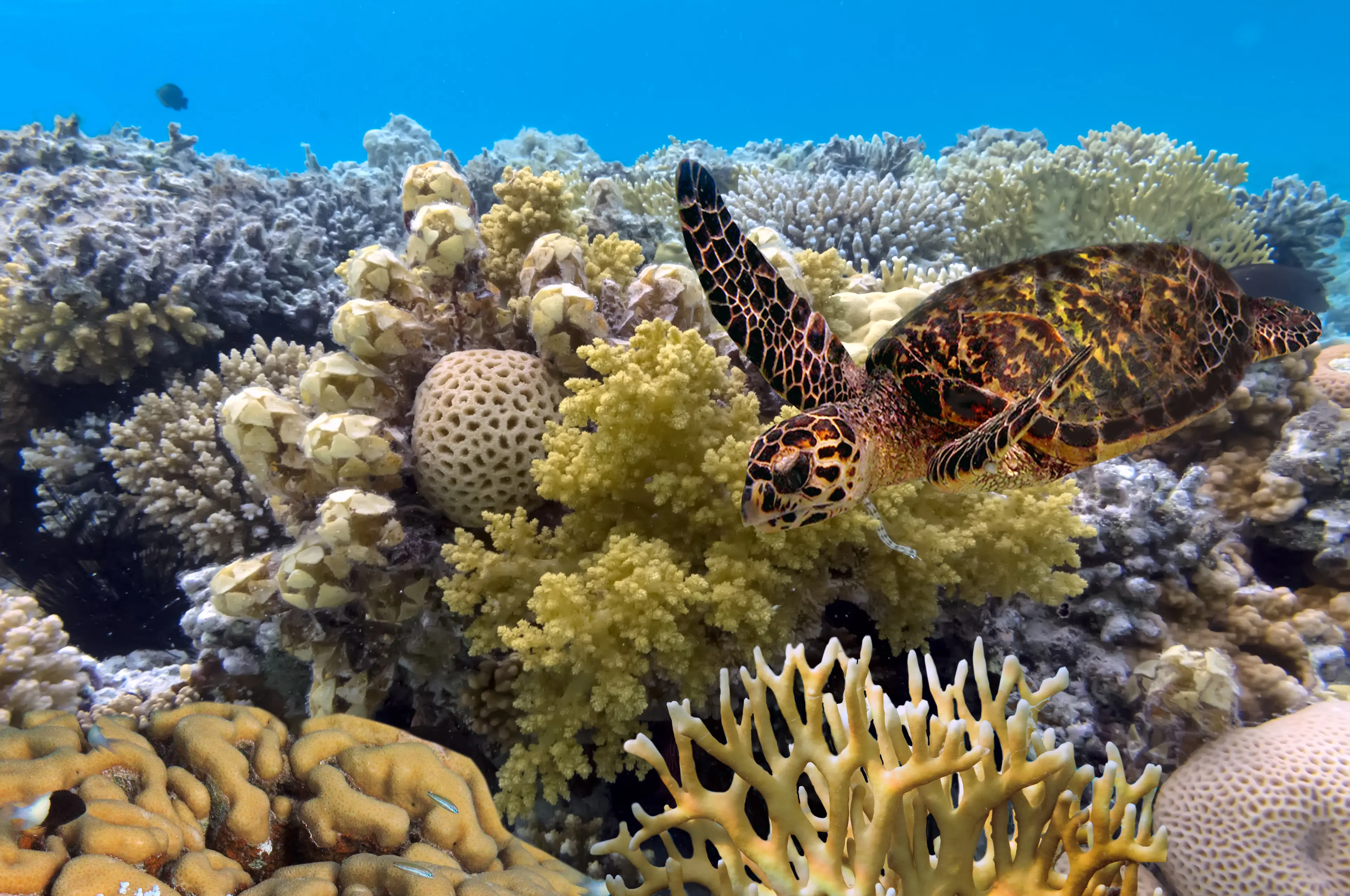 3-Day Ultimate Adventure Guide To Great Barrier Reef, Australia