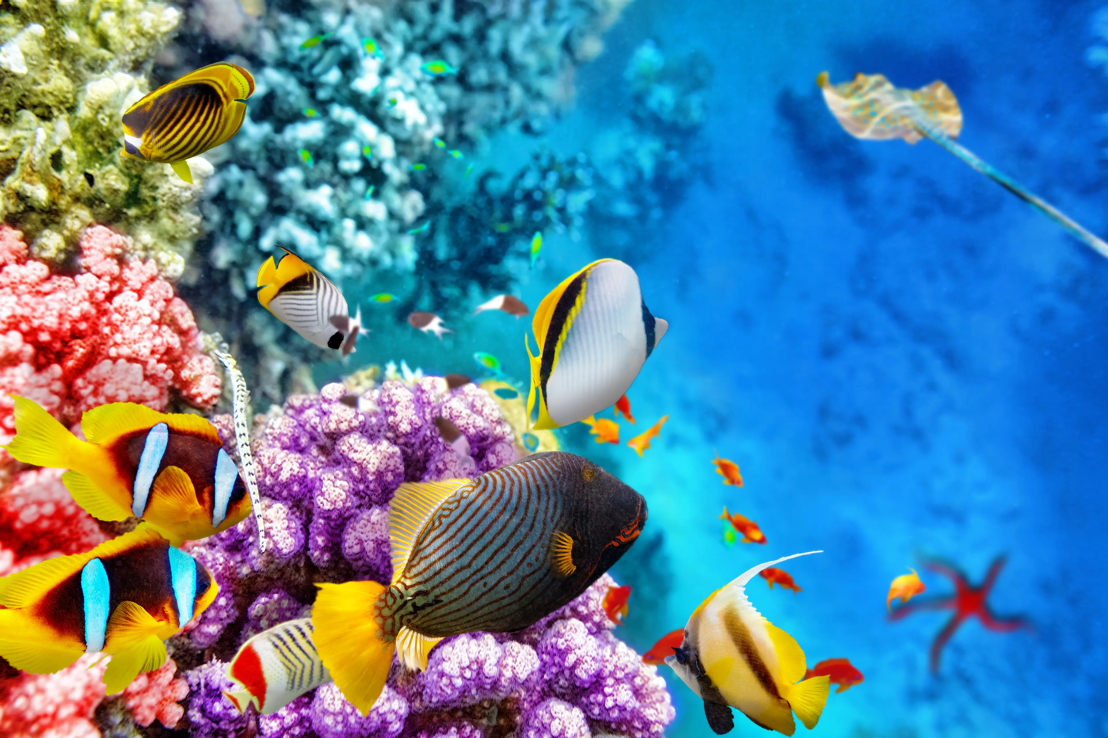 Underwater world with corals and tropical fish