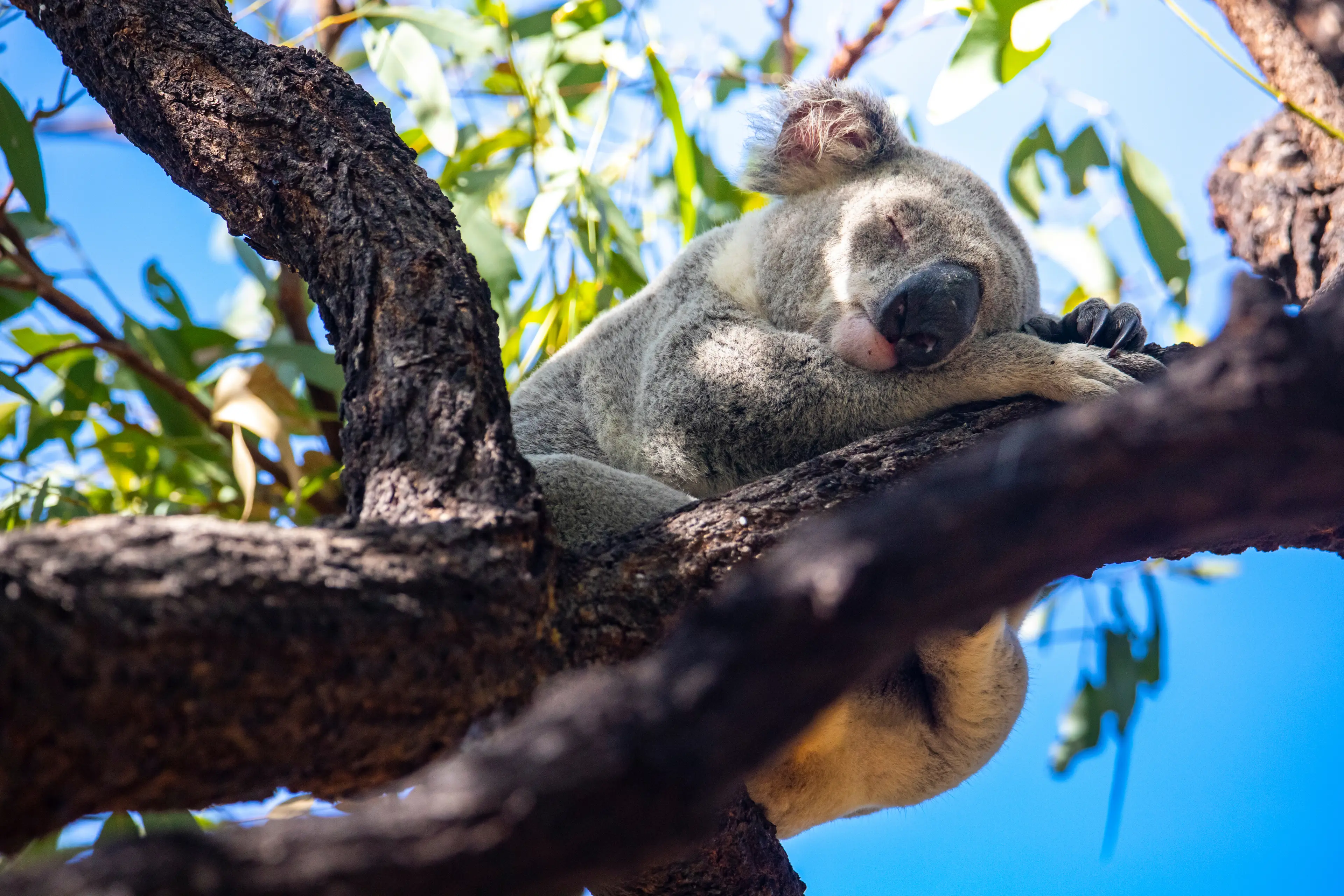 Sweet wild koala sleeping on eucalyptus