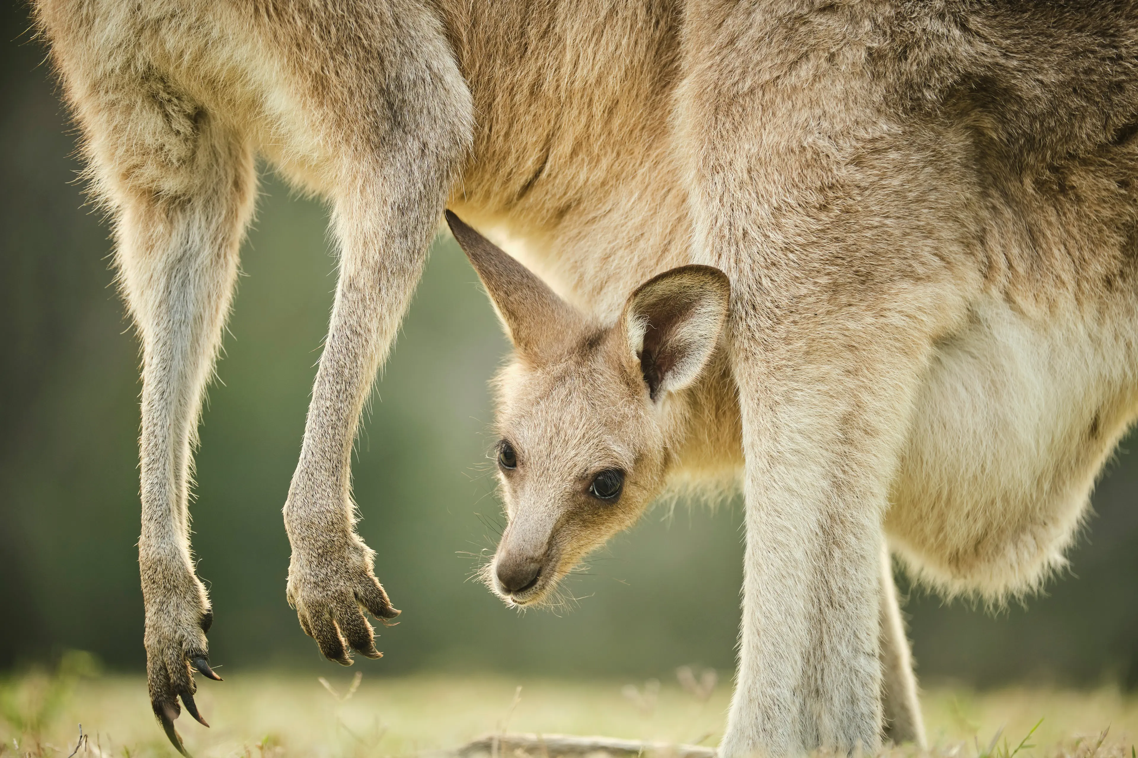 Wild kangaroo joey in open grass field