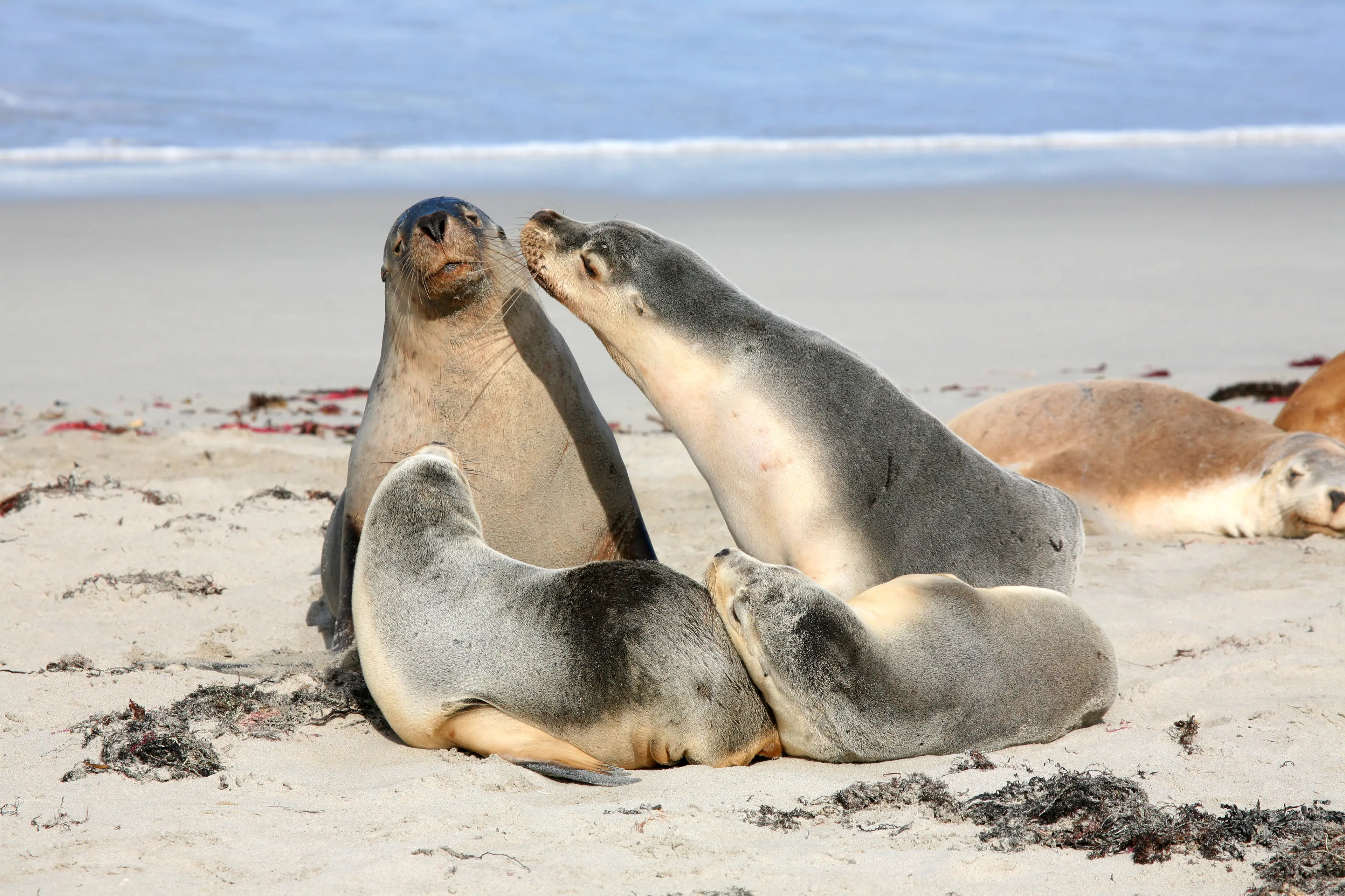 Seals at Seal Bay