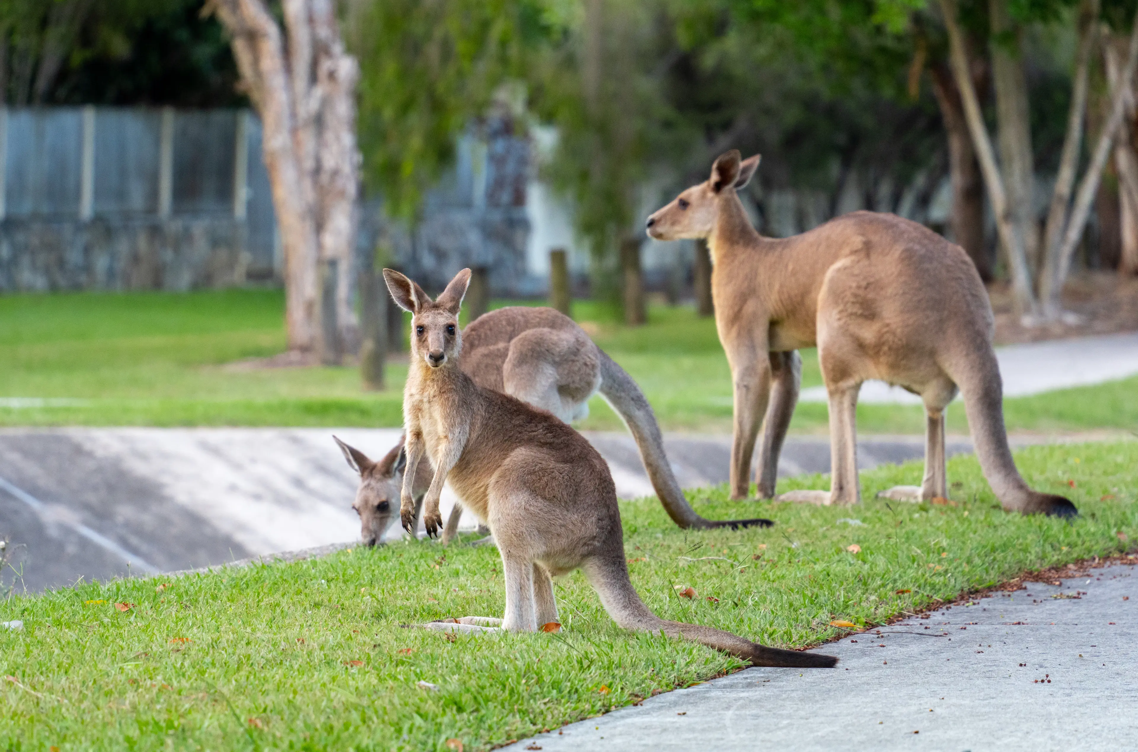 Kangaroo family on a residential street