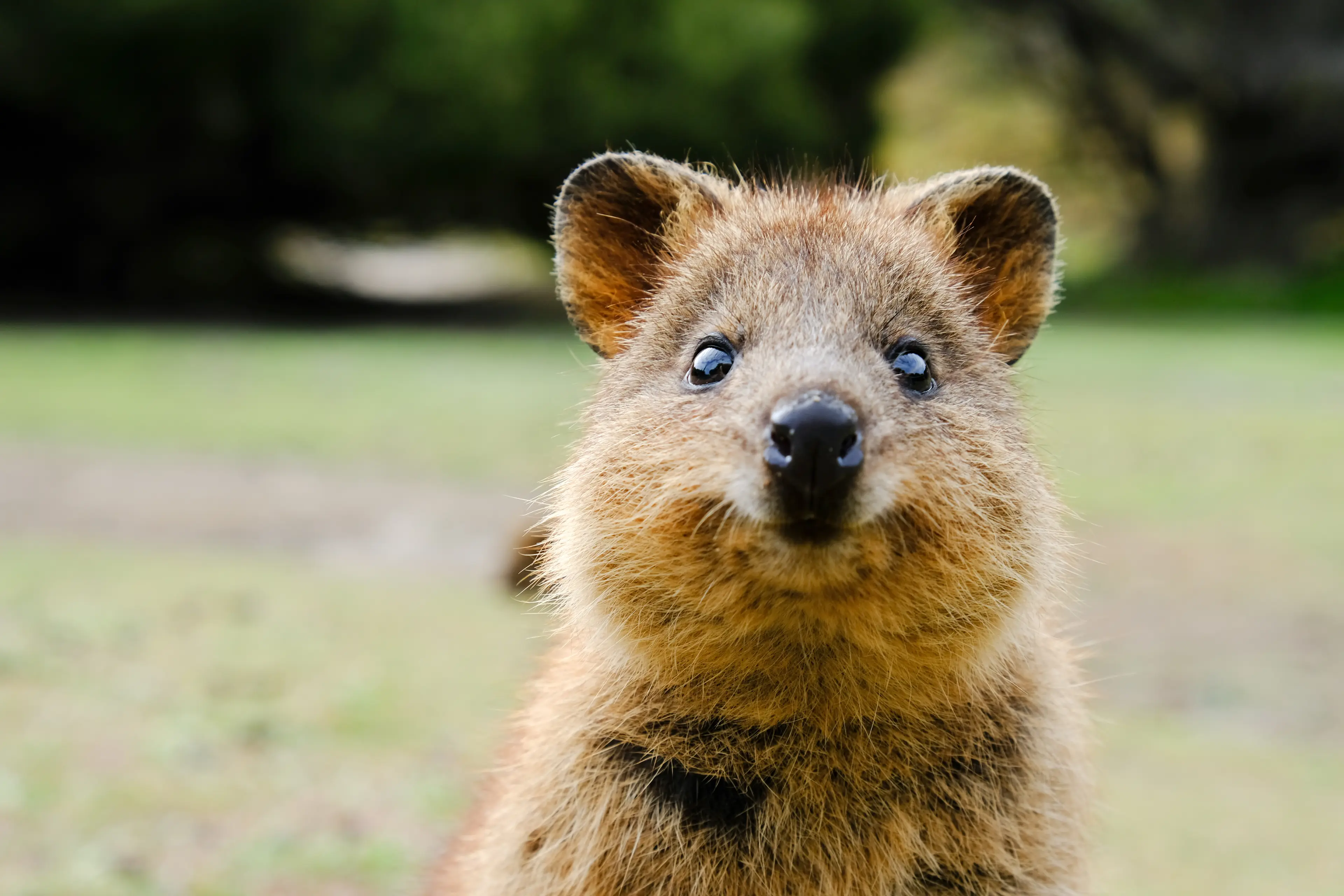 A quokka on Rottnest island