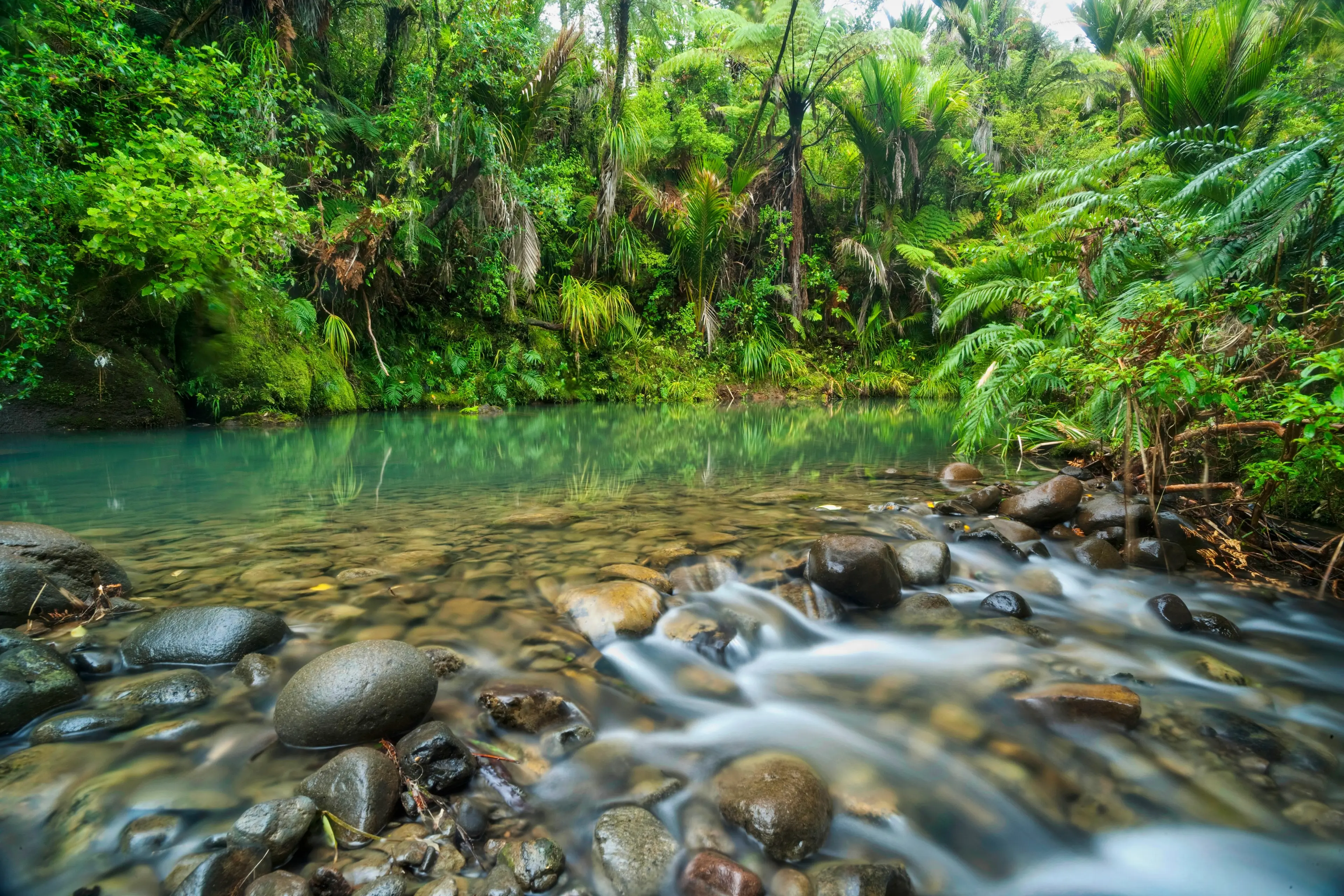 Cascade Stream, Waitakere ranges Cascade Stream, Waitakere ranges