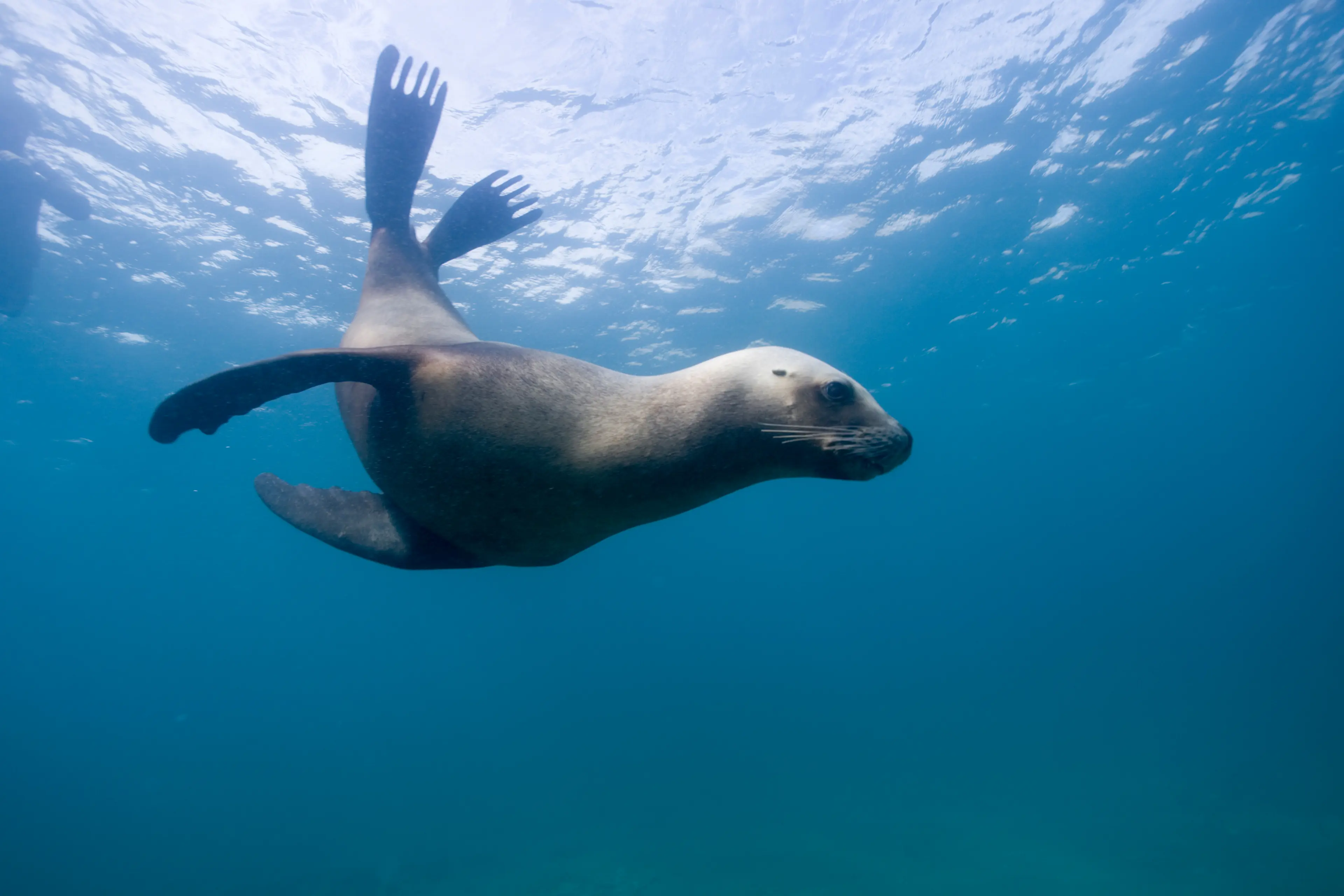 Southern sea lion swimming