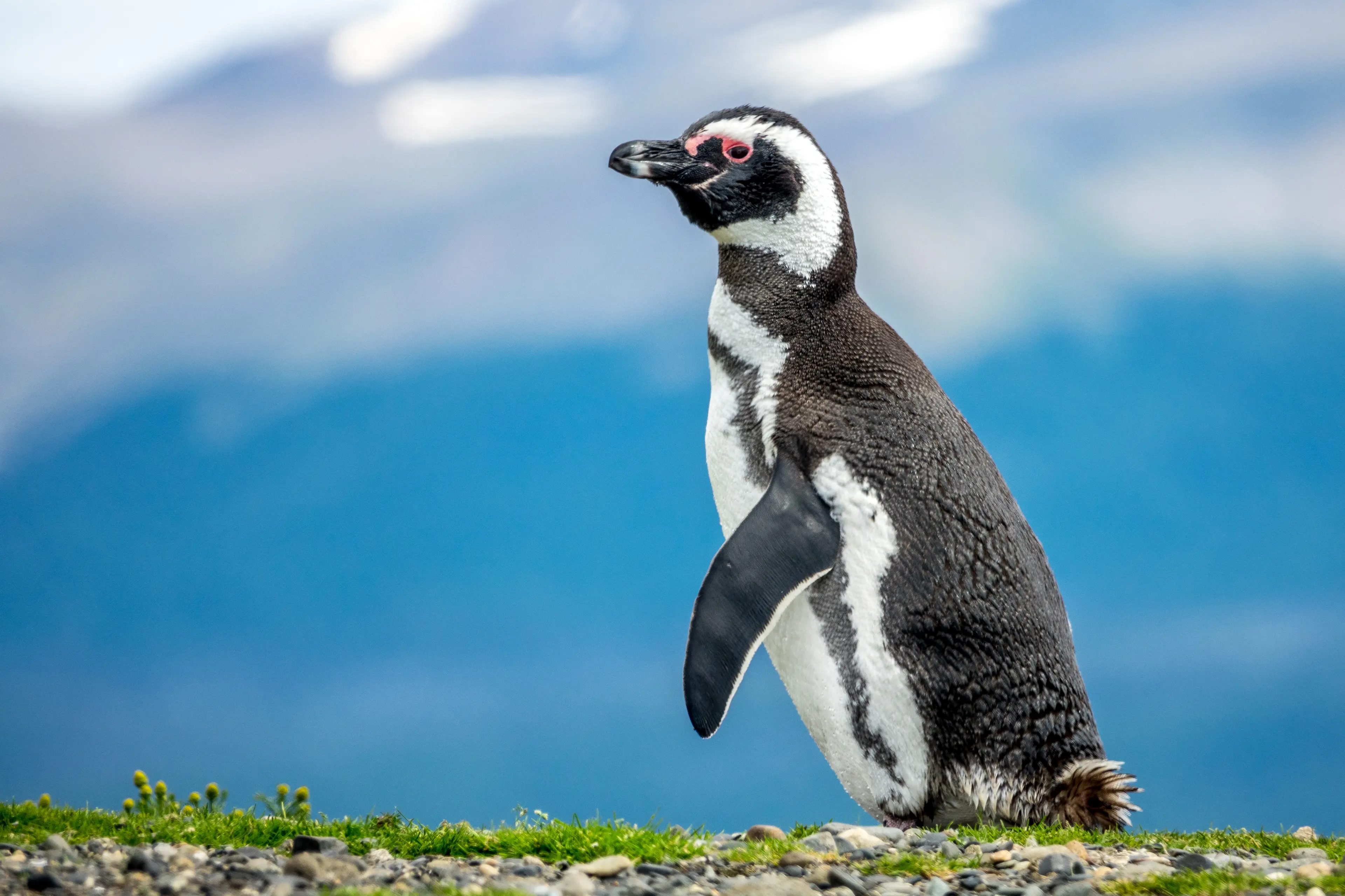A Magellanic penguin