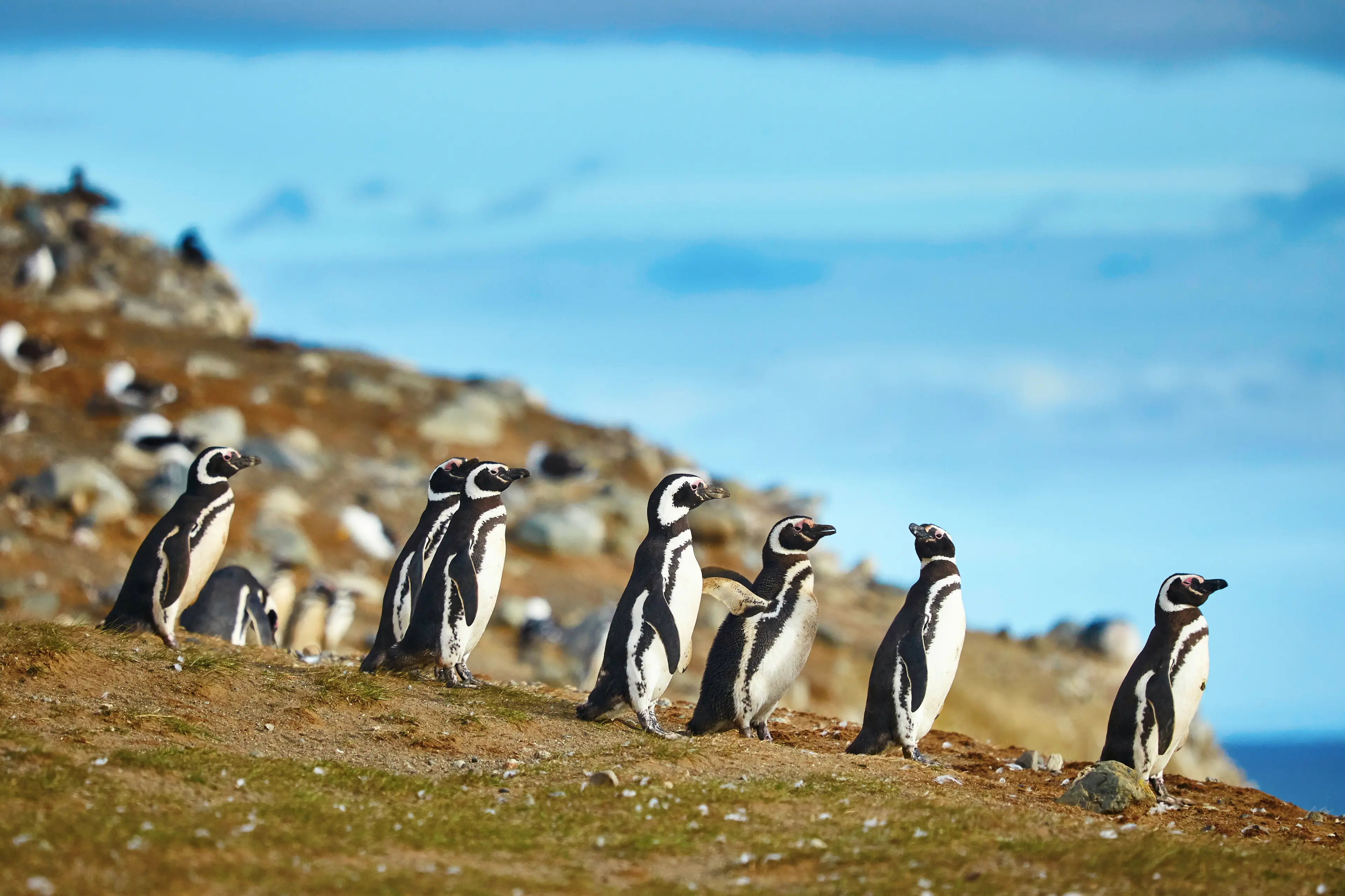A waddle of wild magellanic penguins