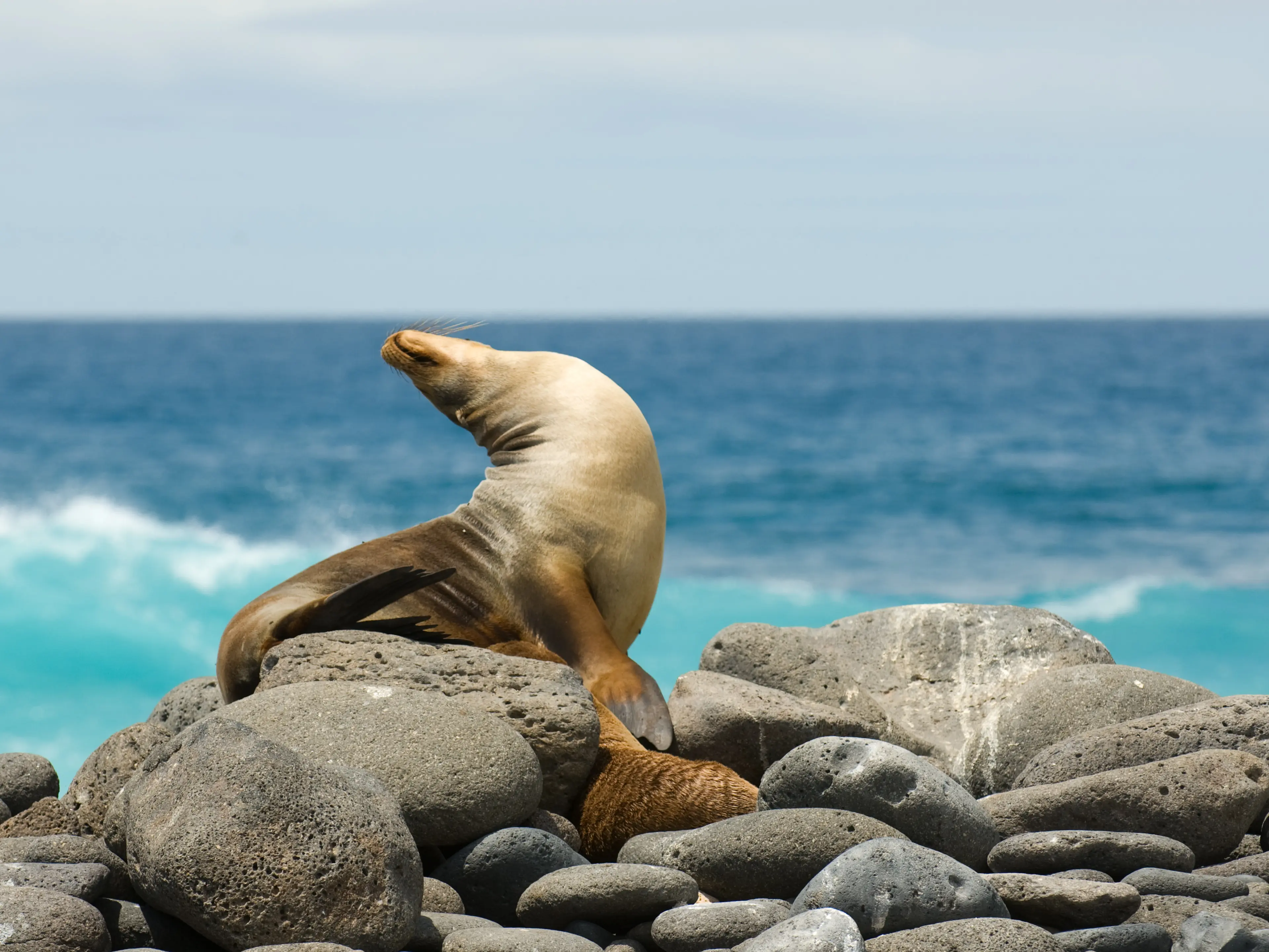 Sea lion Sea lion